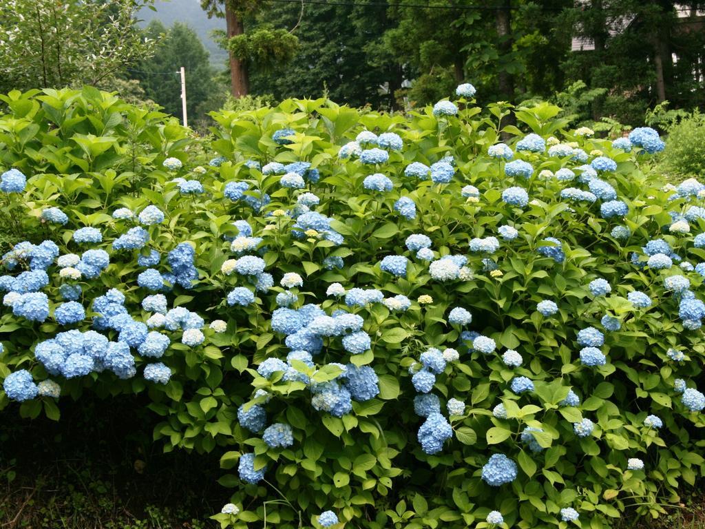 Hotel Abest Happo Aldea Hakuba Buitenkant foto